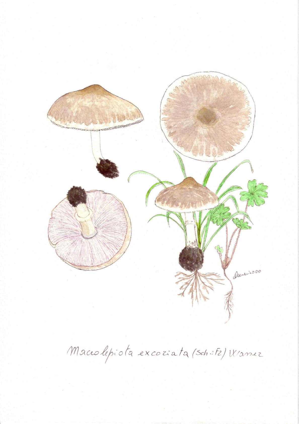 Macrolepiota excoriata (Sch. : Fr.) Wasser